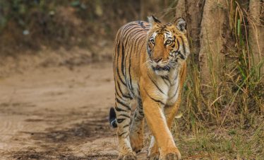 NAINITAL & CORBETT TOUR PACKAGE