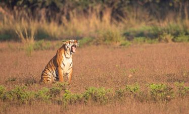 MUMBAI: TADOBA NATIONAL PARK TOUR PACKAGE